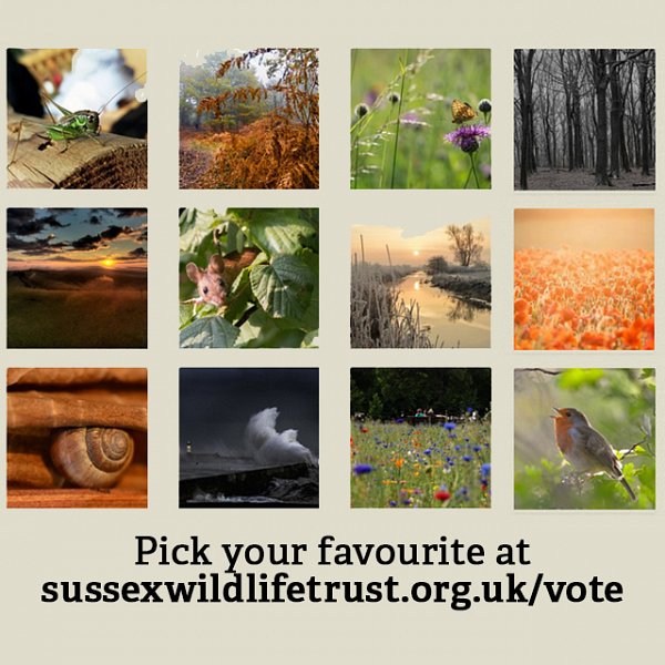 Have you picked your favourite yet?